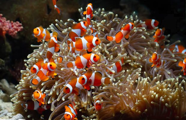 Angkor Wildlife & Aquarium with Private Transfer